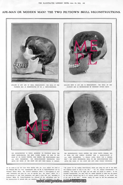 : Piltdown Man: reconstructed skulls compared : Piltdown Man: reconstructed skulls compared
