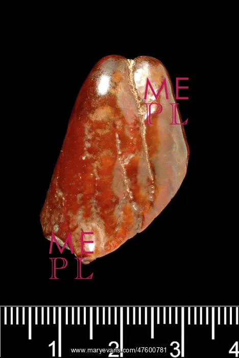 : Piltdown Mastodon tooth : Piltdown Mastodon tooth