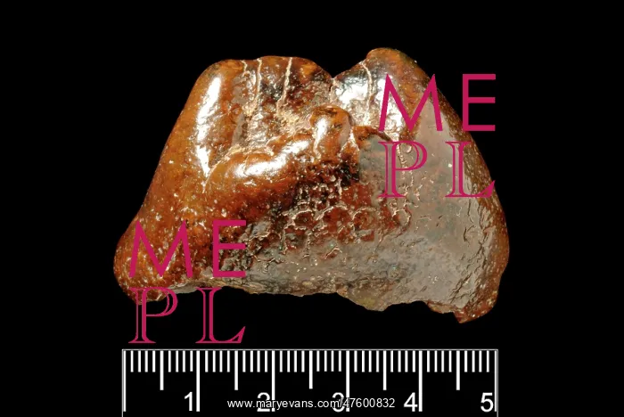 : Piltdown Mastodon tooth : Piltdown Mastodon tooth