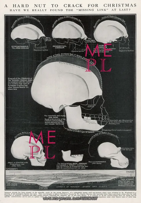 : PILTDOWN SKULL / DIAGRAM : PILTDOWN SKULL / DIAGRAM