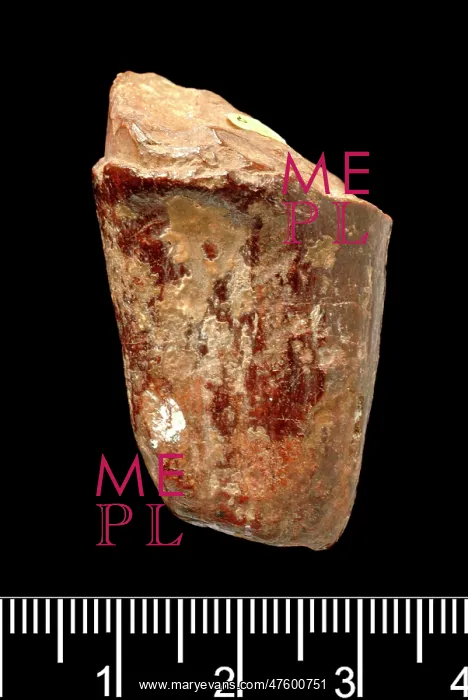 : Piltdown Stegodon tooth : Piltdown Stegodon tooth