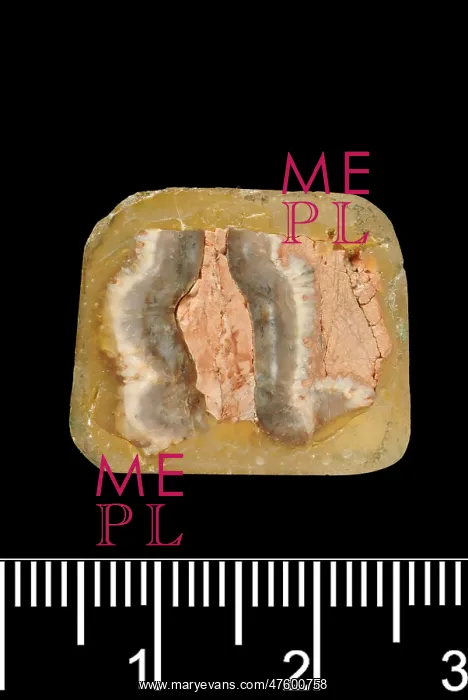 : Piltdown Stegodon tooth : Piltdown Stegodon tooth