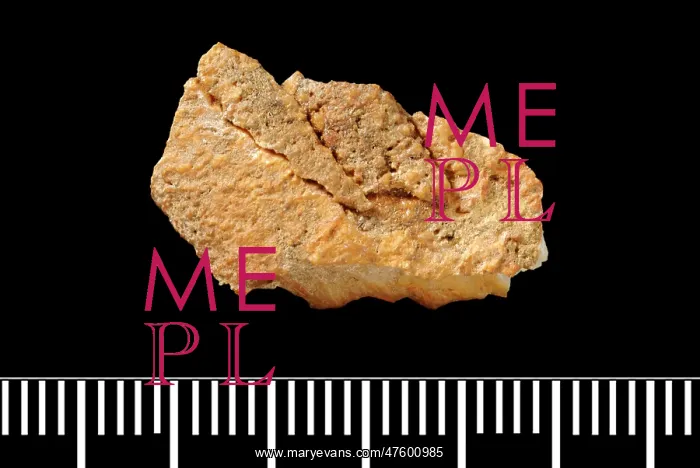 : Piltdown Stegodon tooth : Piltdown Stegodon tooth