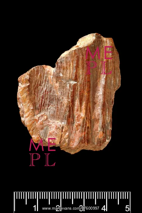  : Piltdown Stegodon tooth