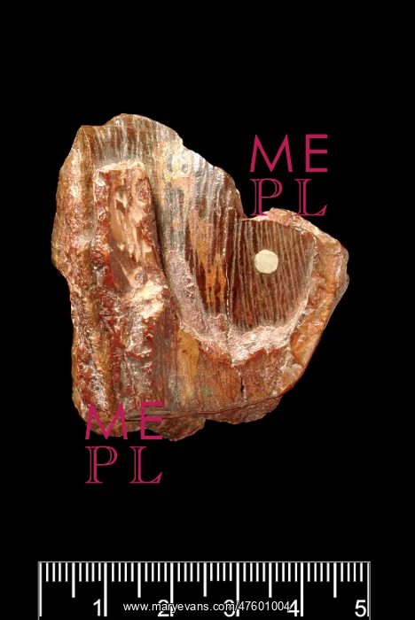  : Piltdown Stegodon tooth
