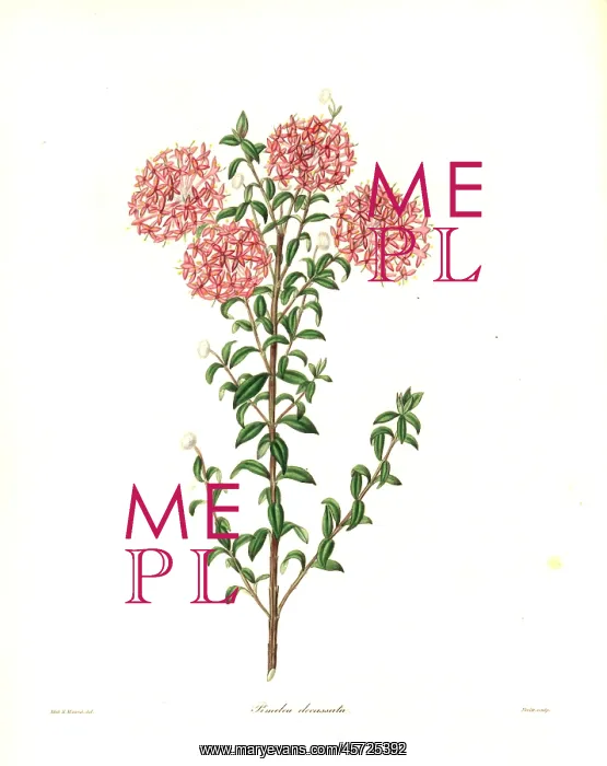 : Pimelea ferruginea var. diosmaefolia : Pimelea ferruginea var. diosmaefolia