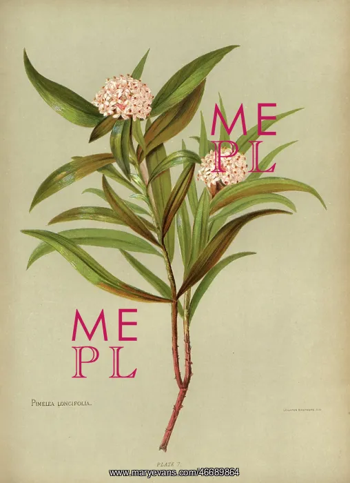 : Pimelea Longifolia or Taranga : Pimelea Longifolia or Taranga