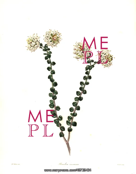 : Pimelea nivea : Pimelea nivea