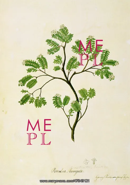 : Pimelea prostrata, strathmore weed : Pimelea prostrata, strathmore weed