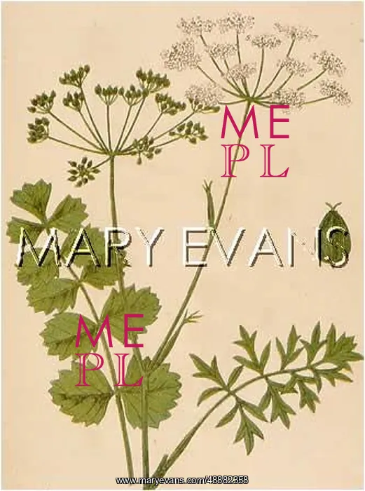  : PIMPINELLA SAXIFRAGA