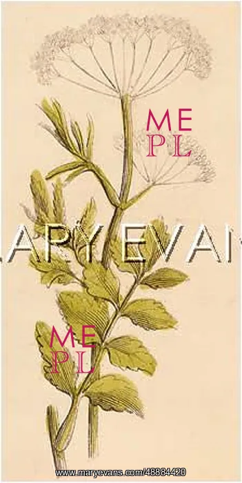  : PIMPINELLA SAXIFRAGA