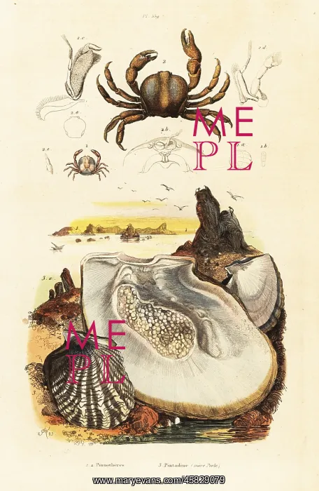 : Pin crabs and pearl oyster : Pin crabs and pearl oyster