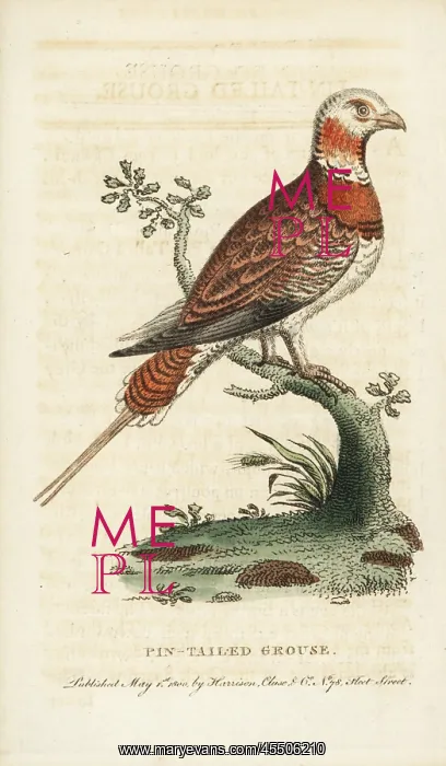 : Pin-tailed sandgrouse, Pterocles alchata : Pin-tailed sandgrouse, Pterocles alchata