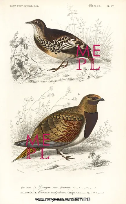 : Pin-tailed sandgrouse, Pterocles alchata : Pin-tailed sandgrouse, Pterocles alchata