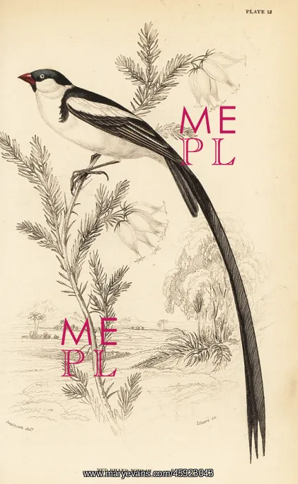 : Pin-tailed whydah, Vidua macroura : Pin-tailed whydah, Vidua macroura