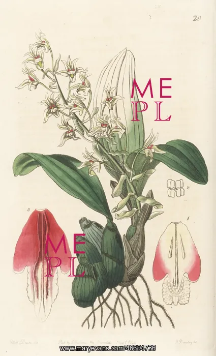 : Pinalia bractescens orchid : Pinalia bractescens orchid
