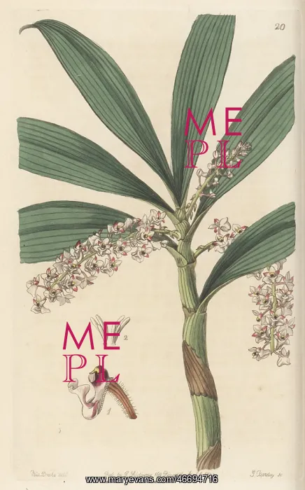 : Pinalia floribunda orchid : Pinalia floribunda orchid