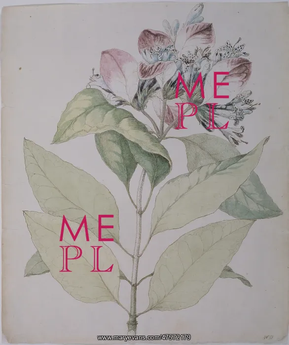 : Pinckneya bracteata, fever tree : Pinckneya bracteata, fever tree