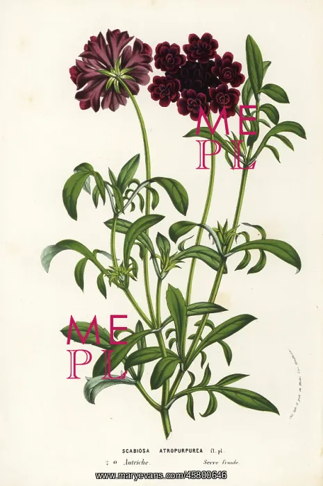 : Pincushion flower or sweet scabious, Scabiosa atropurpurea : Pincushion flower or sweet scabious, Scabiosa atropurpurea