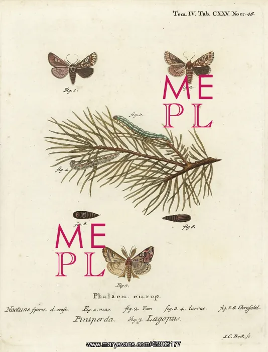 : Pine beauty and latin moth : Pine beauty and latin moth