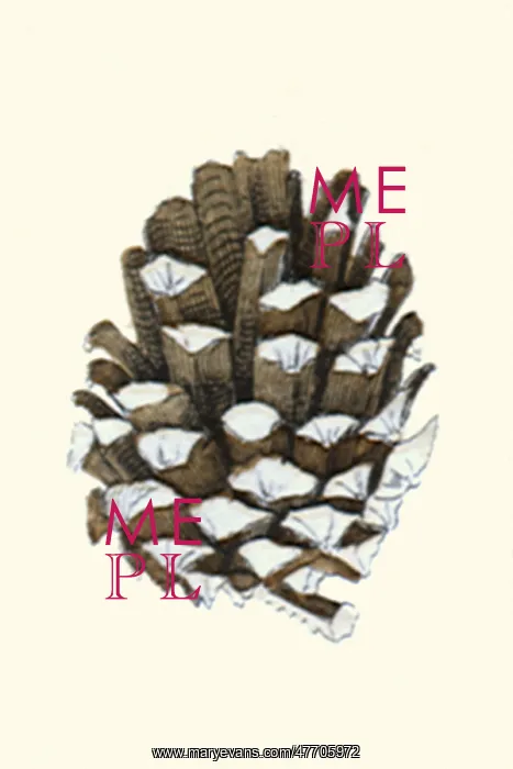  : Pine Branch