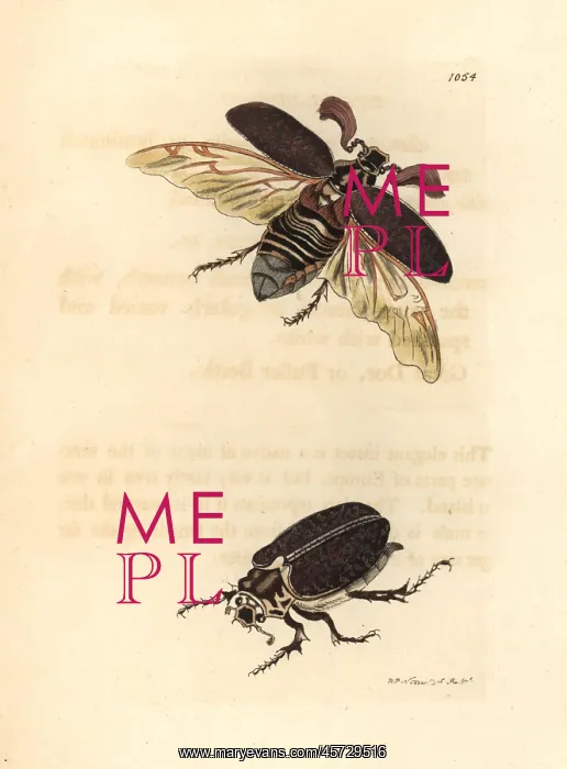 : Pine cockchafer, Melolontha fullo : Pine cockchafer, Melolontha fullo