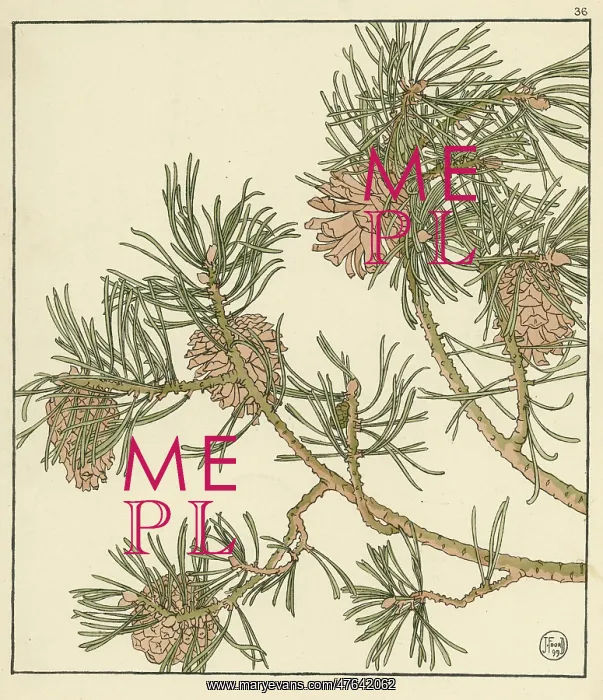  : Pine cone. Decorative flower study by Jeannie Foord