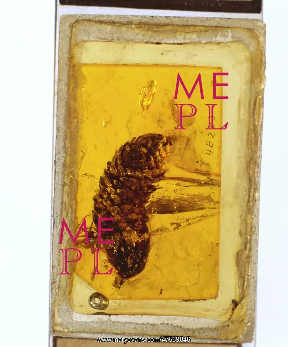 : Pine cone in Baltic amber : Pine cone in Baltic amber