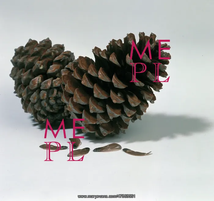  : Pine cones