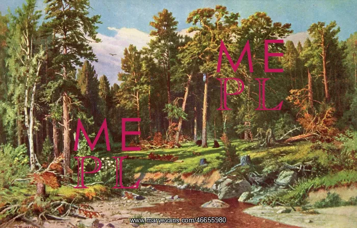 : Pine forest in Viatka Province, Russia : Pine forest in Viatka Province, Russia
