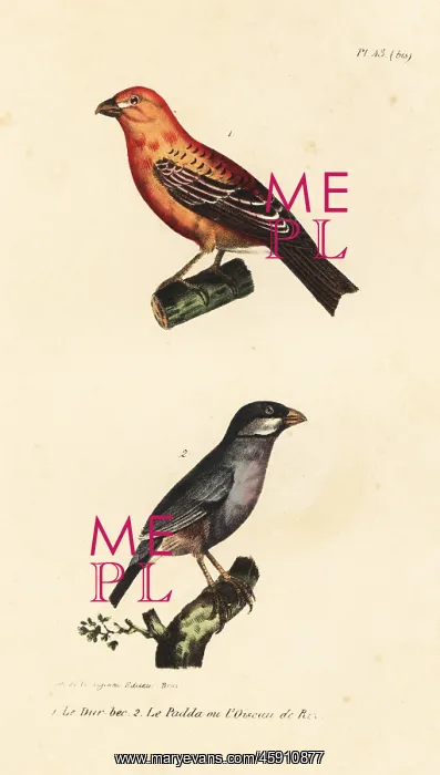 : Pine grosbeak and Java rice bird : Pine grosbeak and Java rice bird