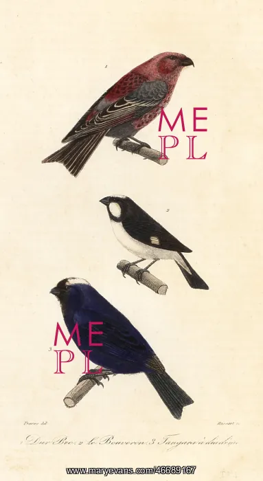 : Pine grosbeak, lined seedeater and diademed tanager : Pine grosbeak, lined seedeater and diademed tanager