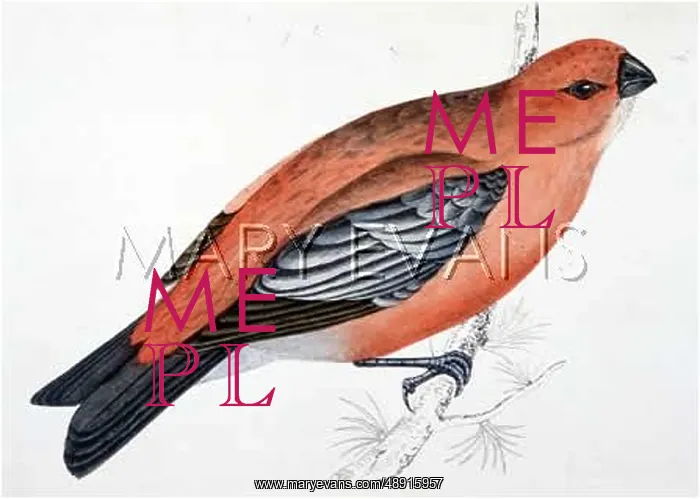  : PINE GROSBEAK (MORRIS)