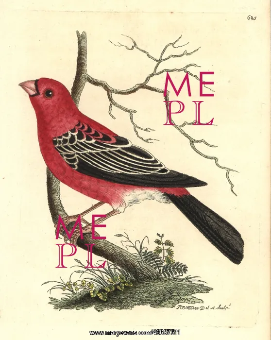: Pine grosbeak, Pinicola enucleator : Pine grosbeak, Pinicola enucleator
