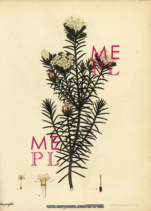 : Pine-leaved saffron-bush, Gnidia pinifolia : Pine-leaved saffron-bush, Gnidia pinifolia