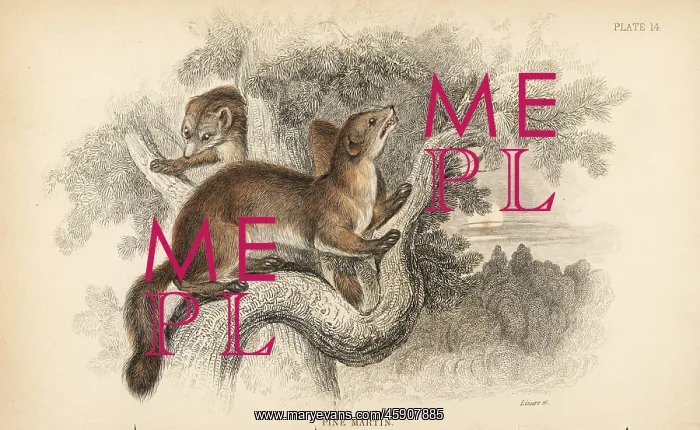 : Pine marten, Martes martes : Pine marten, Martes martes