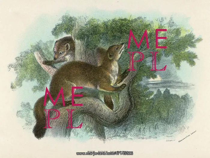  : PINE MARTEN IN TREE