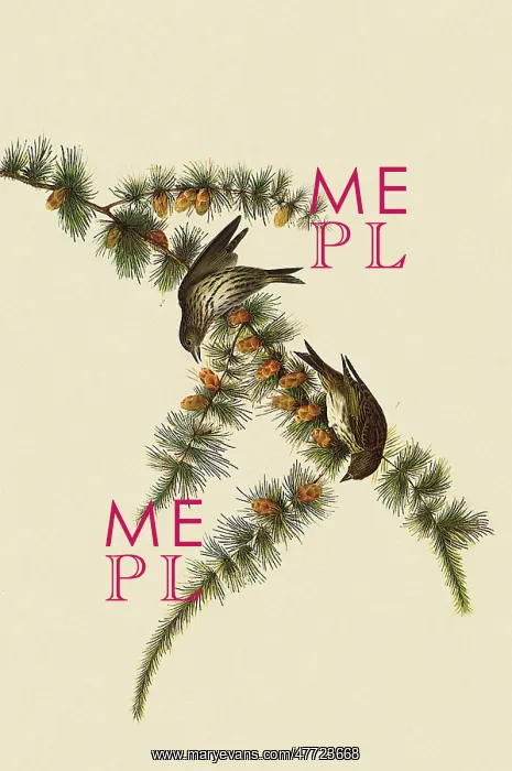  : Pine Siskin, Spinus pinus
