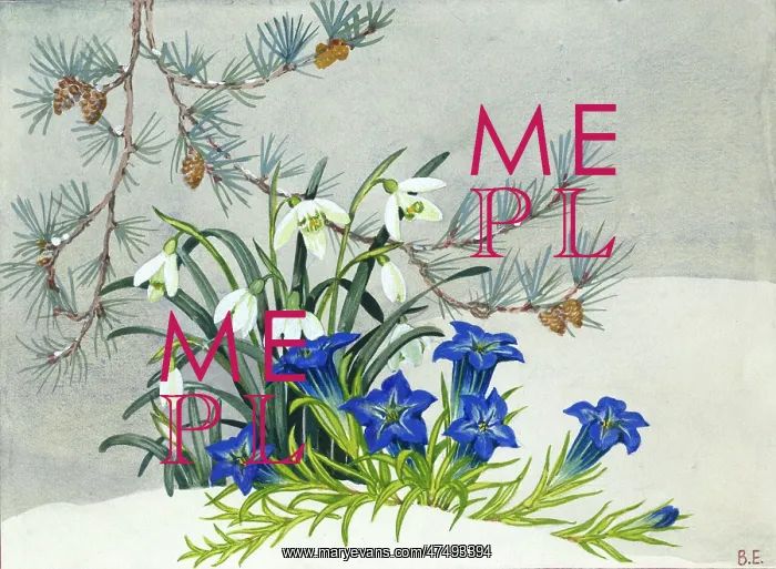  : Pine, snowdrops and gentians in the snow