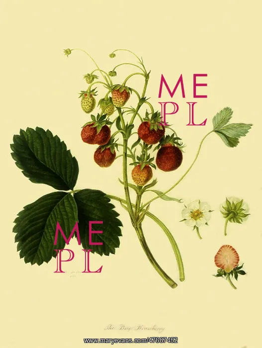 : Pine Strawberries : Pine Strawberries