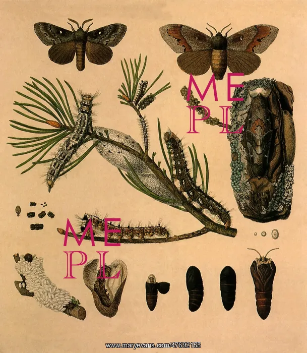: Pine-Tree Lappet : Pine-Tree Lappet
