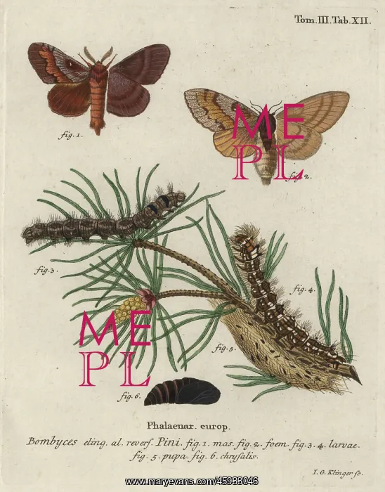 : Pine tree lappet, Dendrolimus pini : Pine tree lappet, Dendrolimus pini