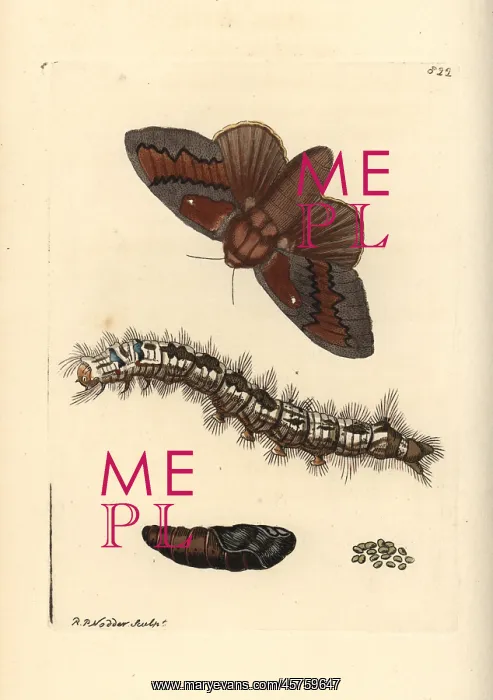 : Pine-tree lappet moth, Dendrolimus pini : Pine-tree lappet moth, Dendrolimus pini