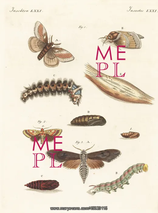 : Pine-tree lappet moth, pine beauty and pine hawk-moth : Pine-tree lappet moth, pine beauty and pine hawk-moth