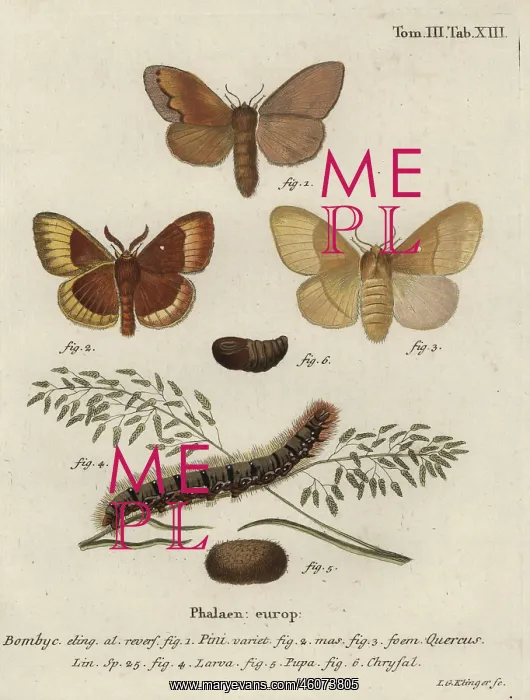 : Pine tree lappet and oak eggar moths