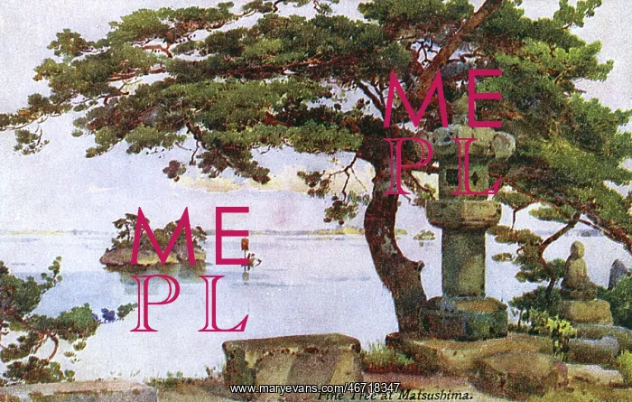 : Pine Tree at Matsushima, Japan : Pine Tree at Matsushima, Japan