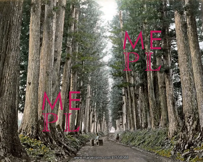 : Pine trees on Imaichi Road, Nikko, Japan : Pine trees on Imaichi Road, Nikko, Japan