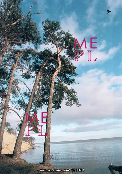 : Pine trees and sea on Curonian Spit, 1996 : Pine trees and sea on Curonian Spit, 1996