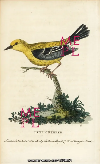 : Pine warbler, Setophaga pinus : Pine warbler, Setophaga pinus