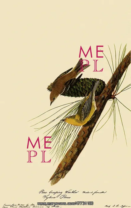  : Pine Warblers